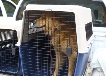 25 animales rescatados y $12 millones en multas por maltrato animal en 2023