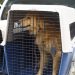 25 animales rescatados y $12 millones en multas por maltrato animal en 2023