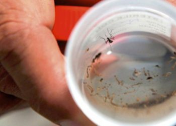 Alerta por aumento de casos de dengue en Bucaramanga