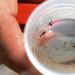 Alerta por aumento de casos de dengue en Bucaramanga