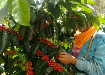 Siete aspirantes a la gerencia de la Federación Nacional de Cafeteros