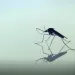 Brote de dengue: en 302% han aumentado los casos en Santander