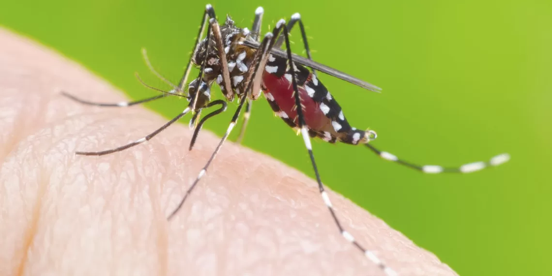 El dengue acecha a Santander, ya son cerca de mil casos