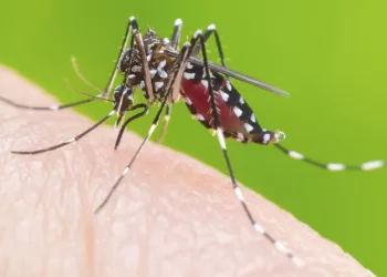 El dengue acecha a Santander, ya son cerca de mil casos