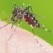 El dengue acecha a Santander, ya son cerca de mil casos