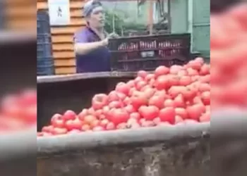 Desperdicio de tomate fue desmentido por la Central de Abastos de Bucaramanga