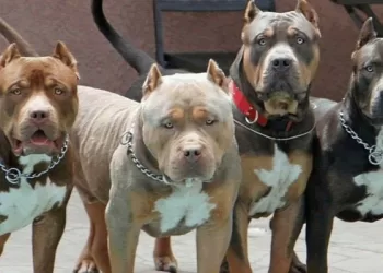 Murió niño de cinco años atacado por cuatro perros pitbull en el sector del cable, en inmediaciones del barrio Café Madrid