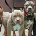Murió niño de cinco años atacado por cuatro perros pitbull en el sector del cable, en inmediaciones del barrio Café Madrid