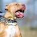 Los dueños de las mascotas que agredan o maten deben responder penalmente