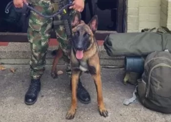 Aún no aparece Wilson, el perro rescatista del Guaviare