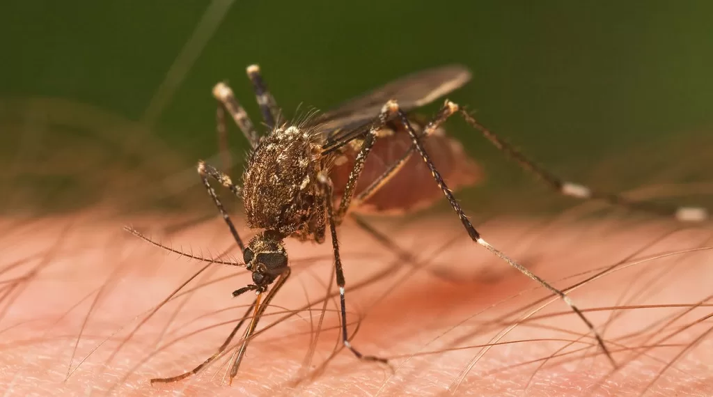Tres muertes por dengue se han registrado en Santander