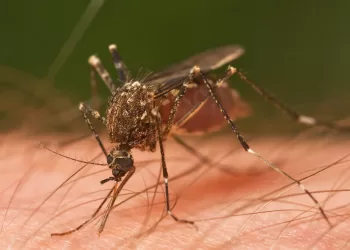 Tres muertes por dengue se han registrado en Santander