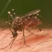 Tres muertes por dengue se han registrado en Santander