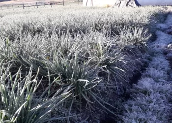 Anegadas por las lluvias cultivos de cebolla junca en Tona