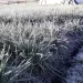 Anegadas por las lluvias cultivos de cebolla junca en Tona