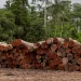 Deforestación en Colombia se redujo 29,1% en 2022, la cifra más baja desde 2013