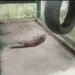 Policía ambiental rescató un tigrillo en Floridablanca