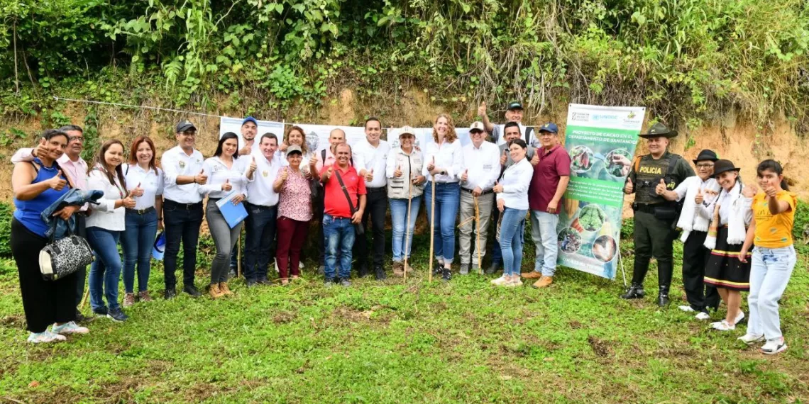 Santander, primer productor de cacao en el país, renueva los cultivos envejecidos