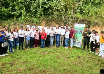 Santander, primer productor de cacao en el país, renueva los cultivos envejecidos
