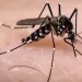 Cada semana se notifican 39 casos de dengue en Bucaramanga