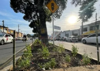 Con 1.200 plantas se recupera separador de la calle 45 de Bucaramanga