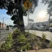Con 1.200 plantas se recupera separador de la calle 45 de Bucaramanga