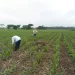 Gobierno radicó proyectos de ley para implementar la Jurisdicción Agraria y Rural