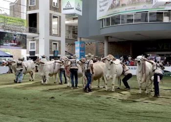 Desde Bucaramanga se llevará a cabo la versión 73 de la feria ganadera 2023