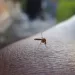 Santander superó la incidencia nacional de brote de dengue:  ya son más de 5.000 casos, Bucaramanga con el mayor reporte de 1.538