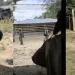 El mensaje del gobierno a los hacendados tras los hechos de Tierralta