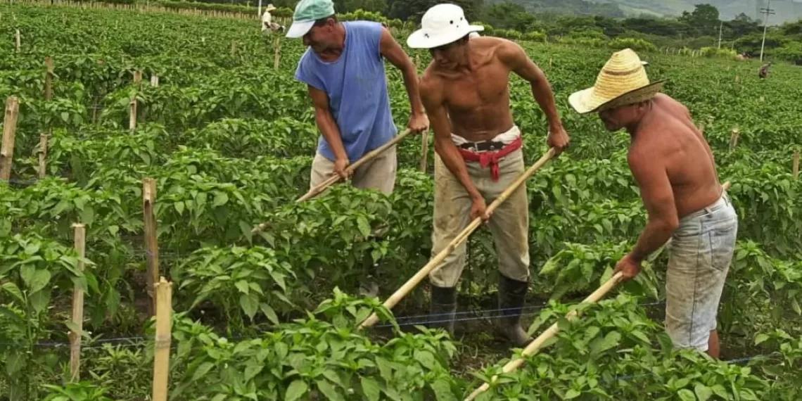 Agencia de Desarrollo Rural alerta a Campesinos de los Santanderes de posibles estafas