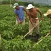 Agencia de Desarrollo Rural alerta a Campesinos de los Santanderes de posibles estafas