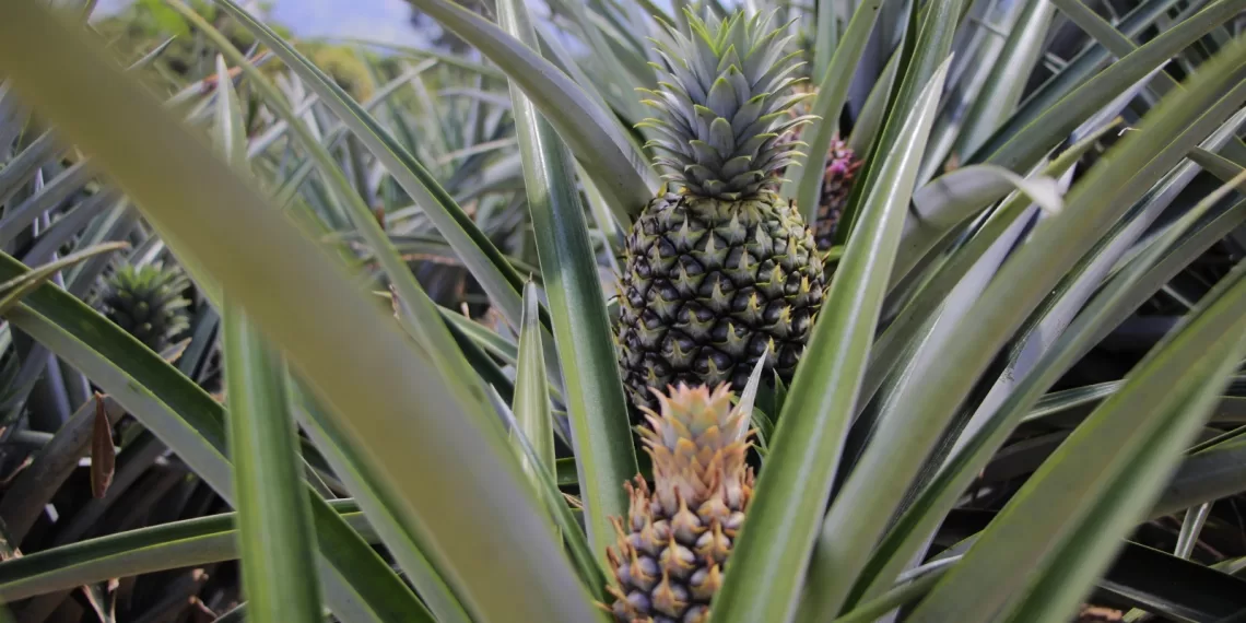Gobierno de Santander cierra este 12 de octubre la convocatoria para impulsar la producción de piña en el municipio de Lebrija