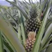 Gobierno de Santander cierra este 12 de octubre la convocatoria para impulsar la producción de piña en el municipio de Lebrija