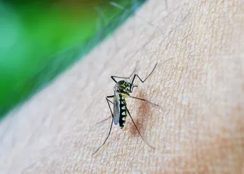 Van seis muertos por dengue en Santander, los contagios llegaron a más de siete mil casos