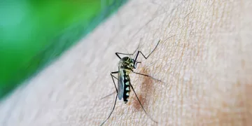 Van seis muertos por dengue en Santander, los contagios llegaron a más de siete mil casos