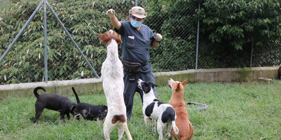Senado debate dos propuestas sobre el cuidado y protección animal