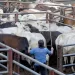 Aprueban reapertura de mataderos municipales
