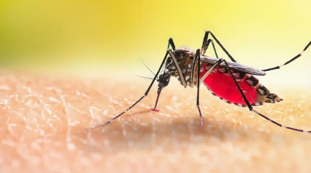 Autoridades invitan a estar alerta con el dengue