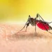 Autoridades invitan a estar alerta con el dengue