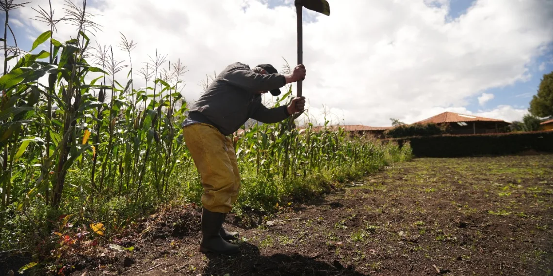 Evaluación a la producción de alimentos debido al fenómeno de El Niño