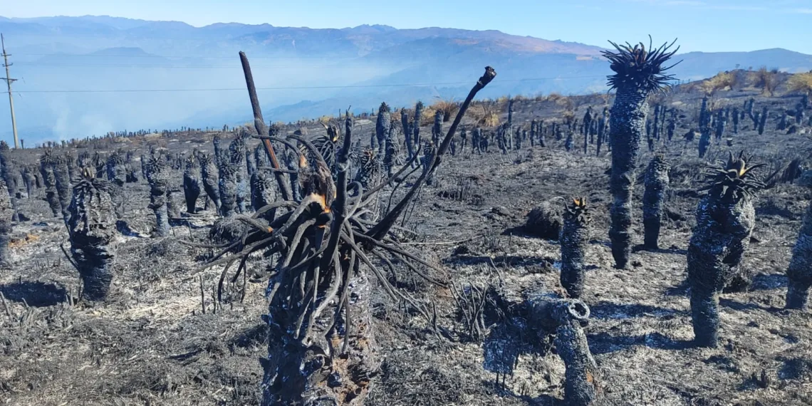 Controlaron incendio forestal del Páramo de Berlín en Tona Santander