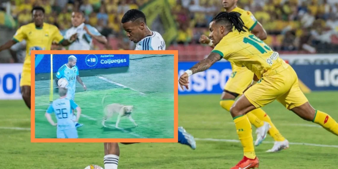 Por un perro, fue multado Atlético Bucaramanga con seis millones y medio de pesos