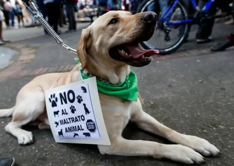 Hombre que habría causado la muerte a un perro al atacarlo con arma blanca, fue imputado por maltrato animal