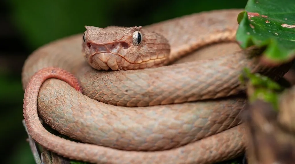 Investigador UIS descubre dos nuevas especies de serpiente en Santander