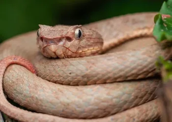 Investigador UIS descubre dos nuevas especies de serpiente en Santander