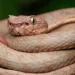 Investigador UIS descubre dos nuevas especies de serpiente en Santander