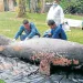Por envenenamiento con pesticidas murió el manatí en el caño San Silvestre de Barrancabermeja