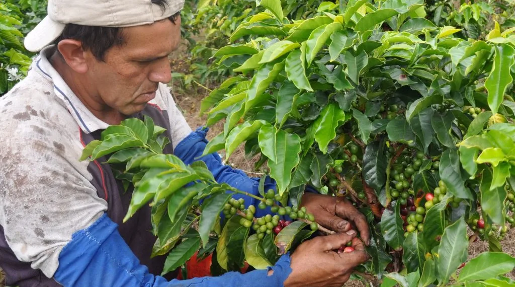 MinAgricultura gestionó propuesta para activar el Fondo de Estabilización de Precios del Café