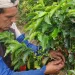MinAgricultura gestionó propuesta para activar el Fondo de Estabilización de Precios del Café